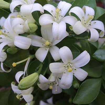 Muraya Exotica Muraya Exotica