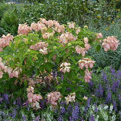 Mussaenda Spp. Mussaenda Spp.