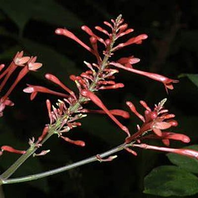Odontonema Rubra Odontonema Rubra
