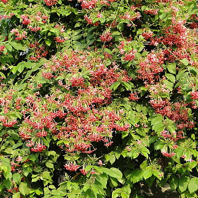Quisqalis Indica Shrub Quisqalis Indica Shrub