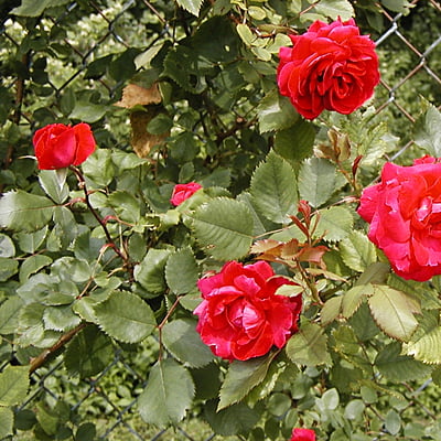 Rosa Spp. (Rose - Named Varieties) Rosa Spp. (Rose - Named Varieties)