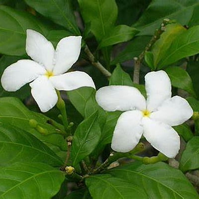 Tabernaemontana Tabernaemontana