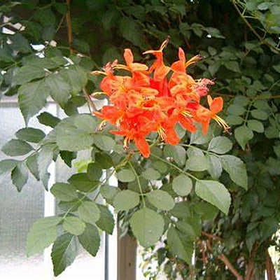 Tecoma Capensis Tecoma Capensis