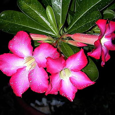 Adenium Spp. (Multiple Varieties) Adenium Spp. (Multiple Varieties)