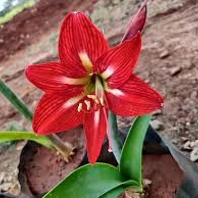 Amaranthus Lily Amaranthus Lily