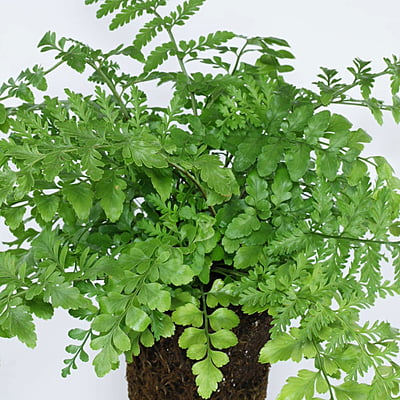 Asplenium Dimorphum ‘Parvati’