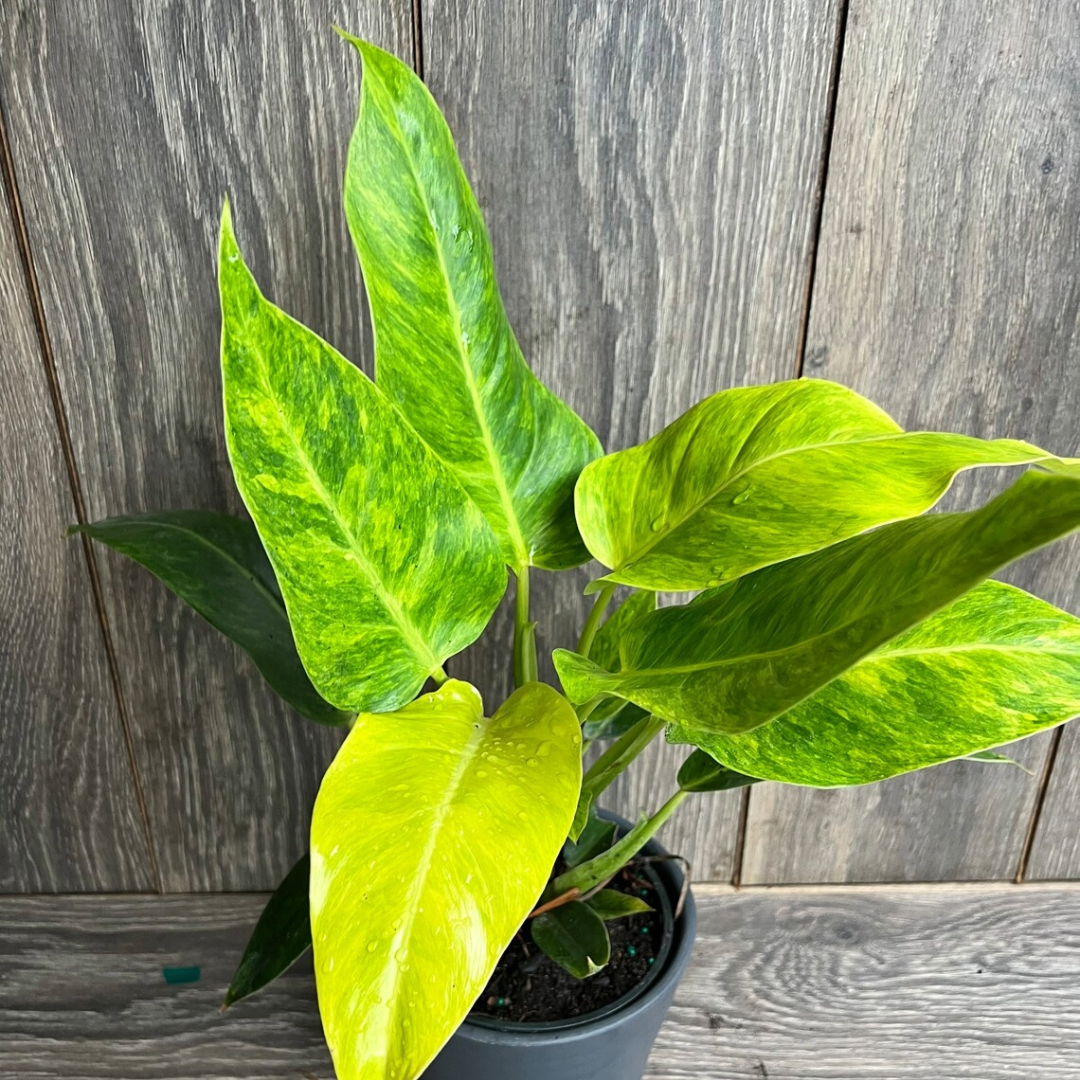 Philodendron Colkin's Gold