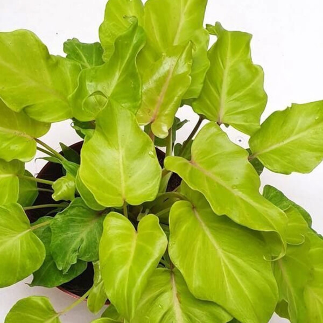 Philodendron Xanadu Gold