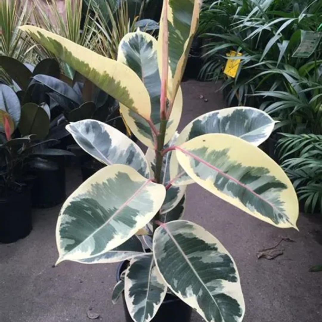 Ficus Elastica Tineke