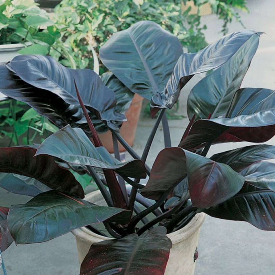 Philodendron Black Cardinal Philodendron Black Cardinal