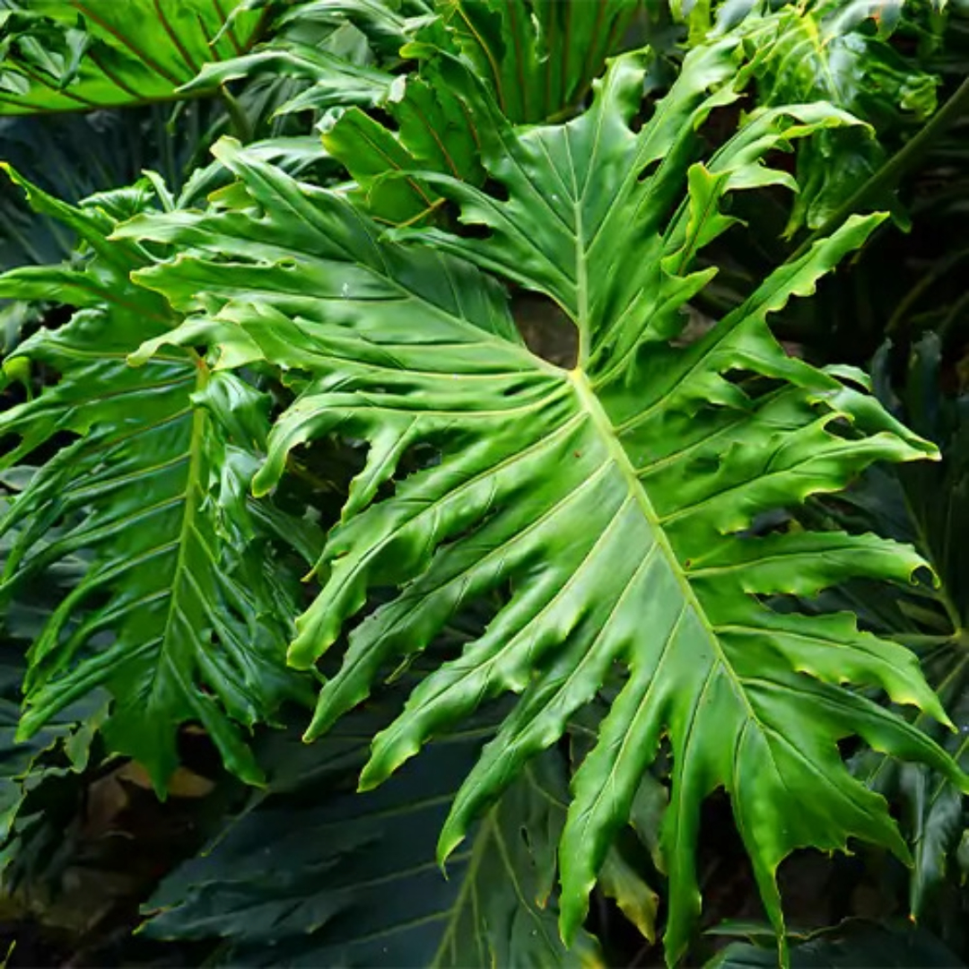 Philodendron Hope