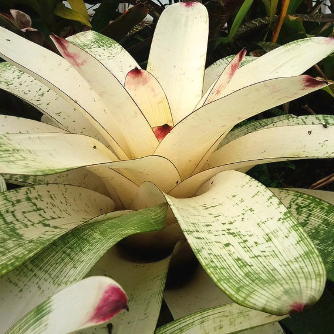 Bromeliad White Bromeliad White