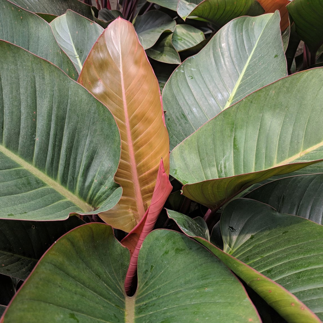 Philodendron Rojo Congo Philodendron Rojo Congo