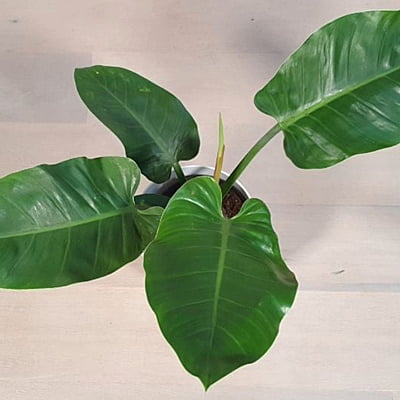 Philodendron Imperial Green