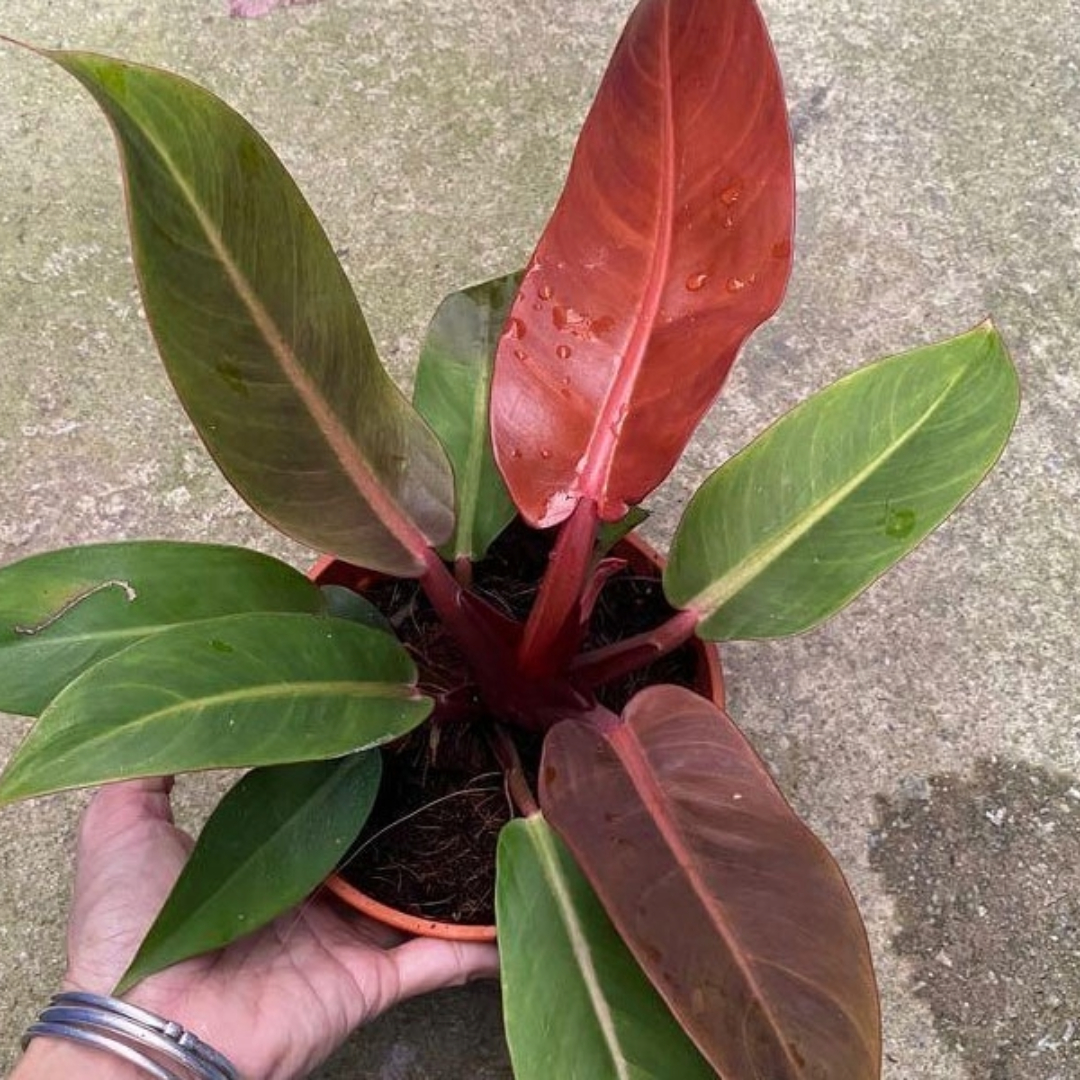 Philodendron Imperial Red Philodendron Imperial Red