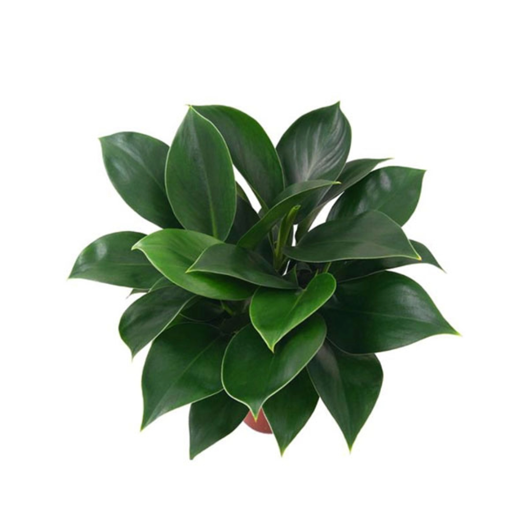 Philodendron Congo Green Princess