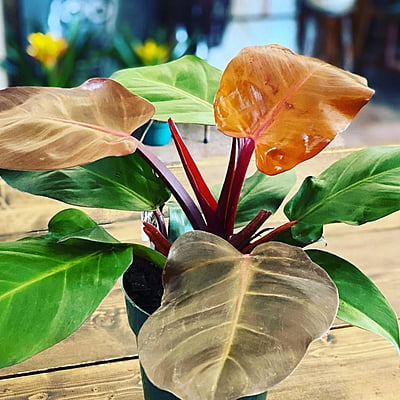 Philodendron Mccolley's Finale