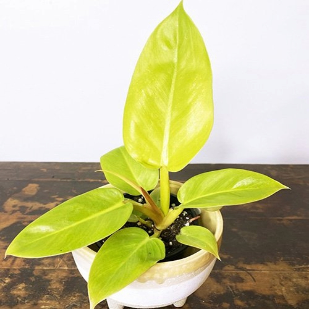 Philodendron Golden Melinonii