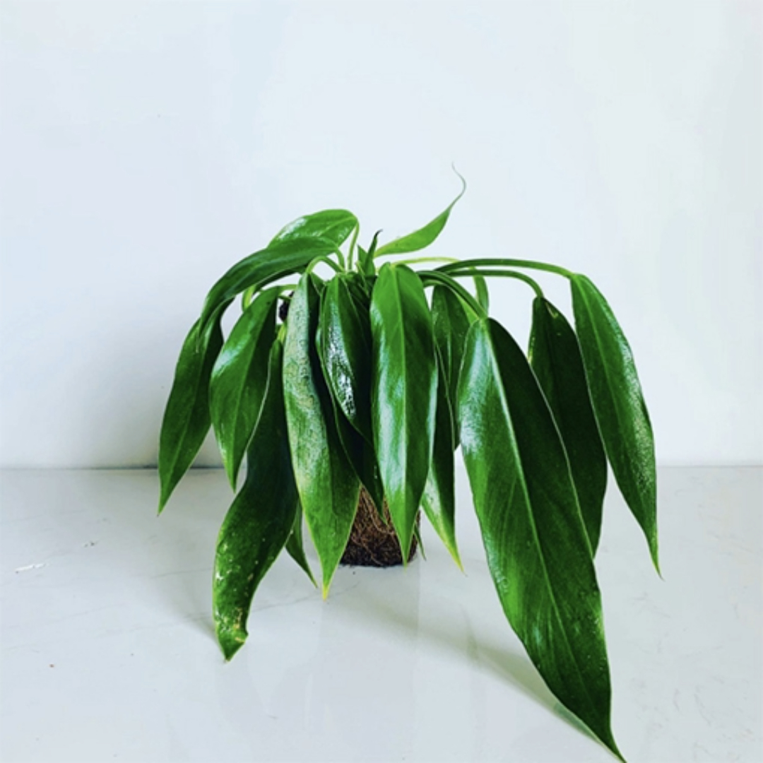 Philodendron Heather May