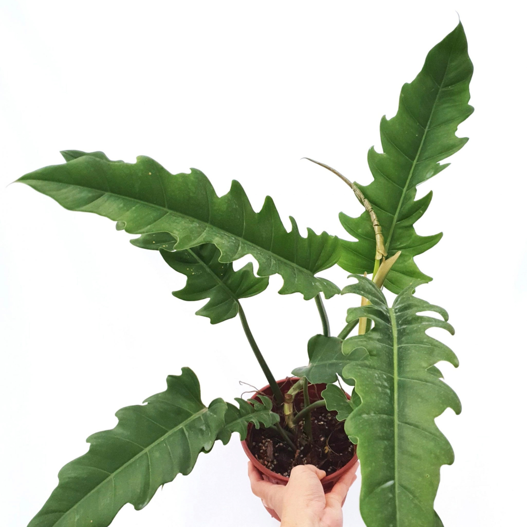 Philodendron narrow escape Philodendron narrow escape