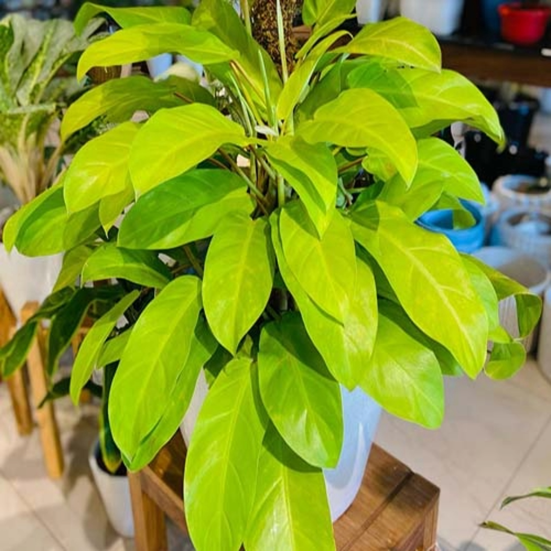 Philodendron Ceylon Golden