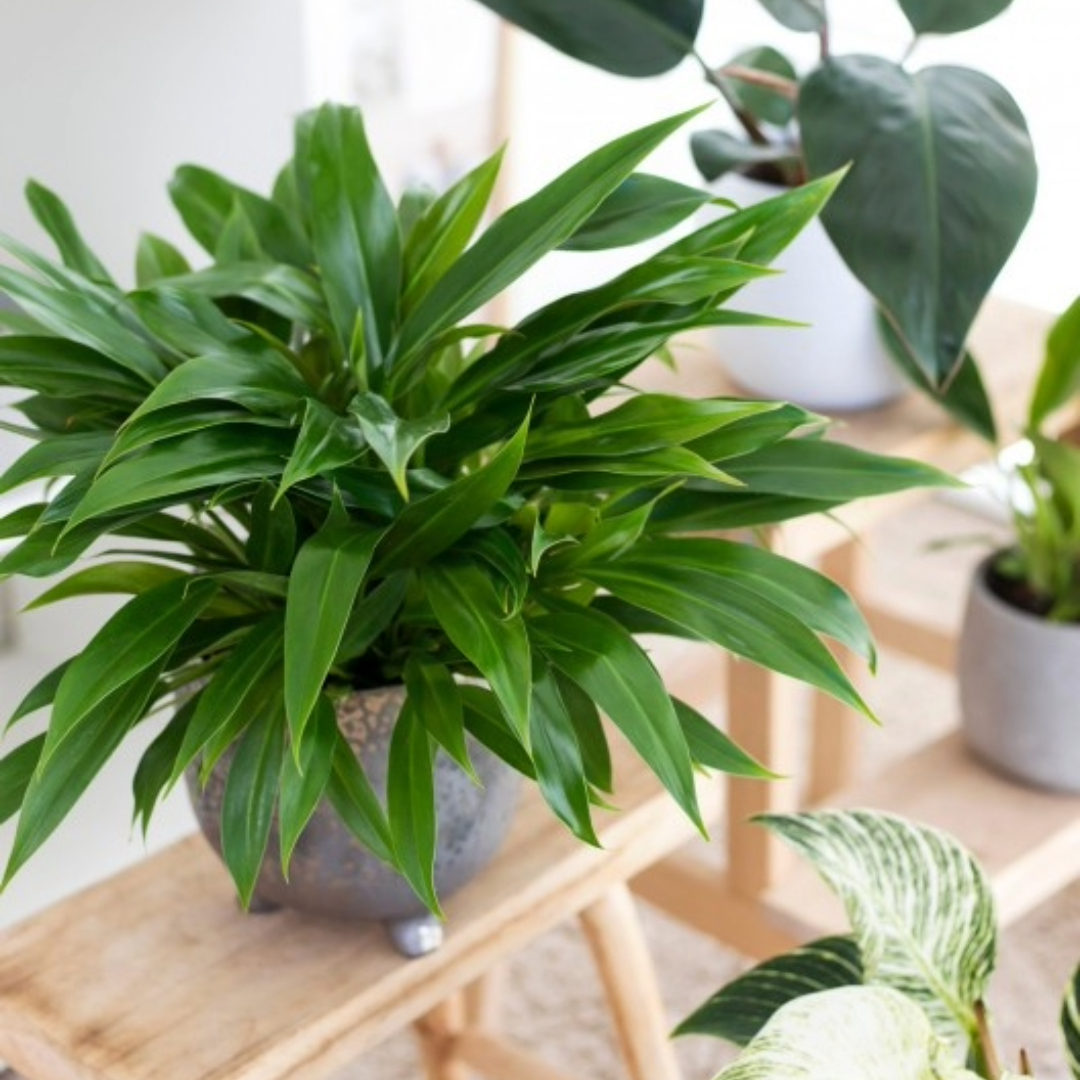 Philodendron Little Phil
