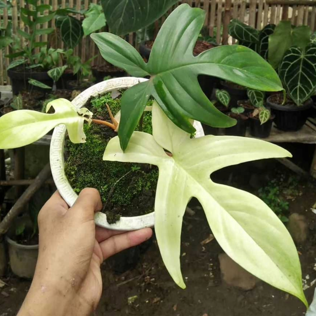 Philodendron Pedatum White Ghost