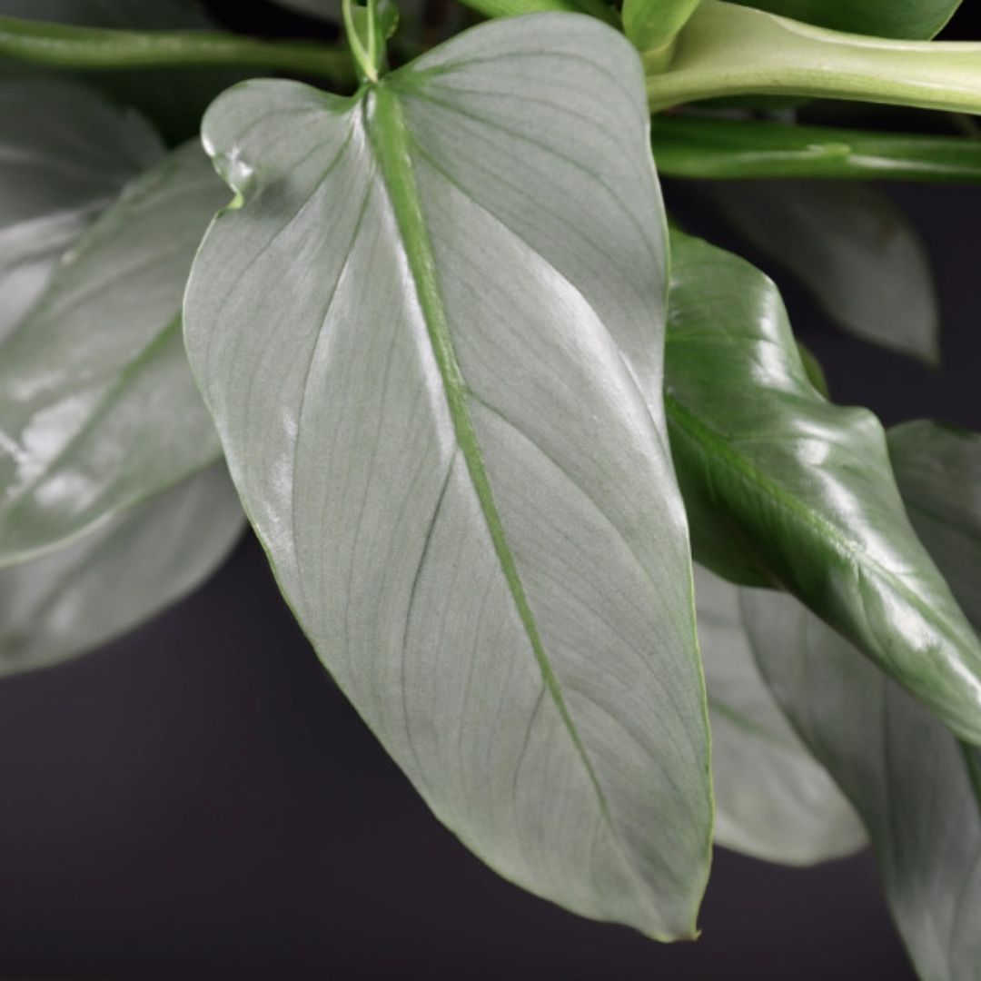 Philodendron Silver Sword