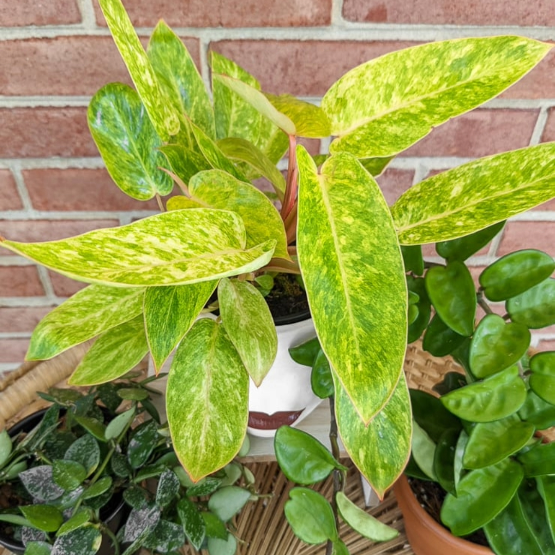 Philodendron Painted Lady