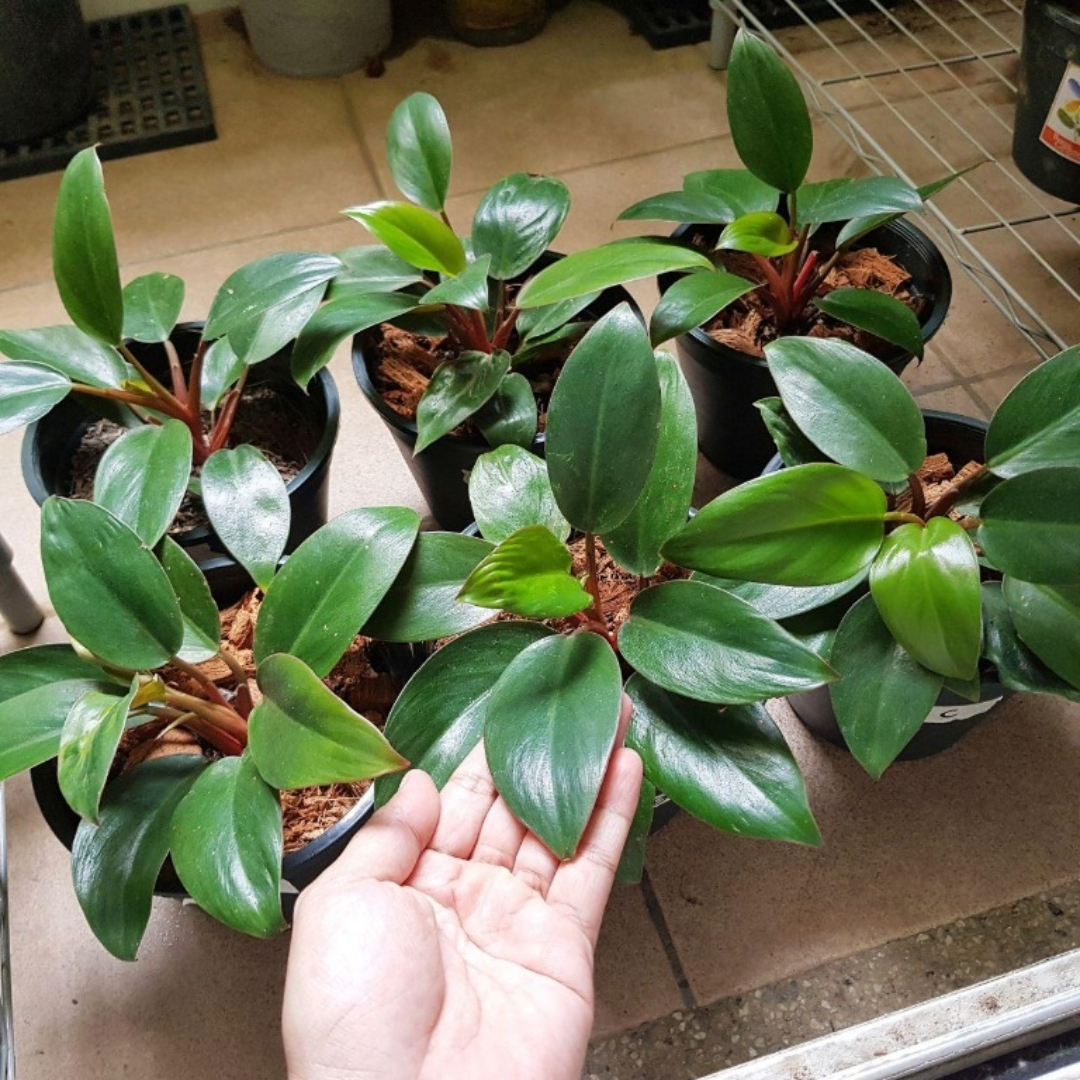 Philodendron Congo Dwarf