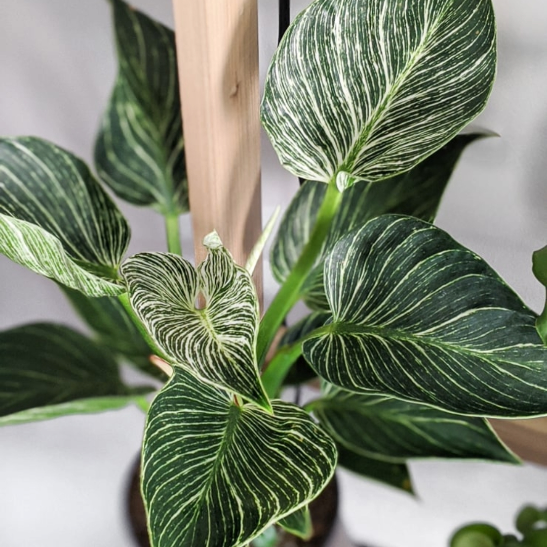 Philodendron Birkin