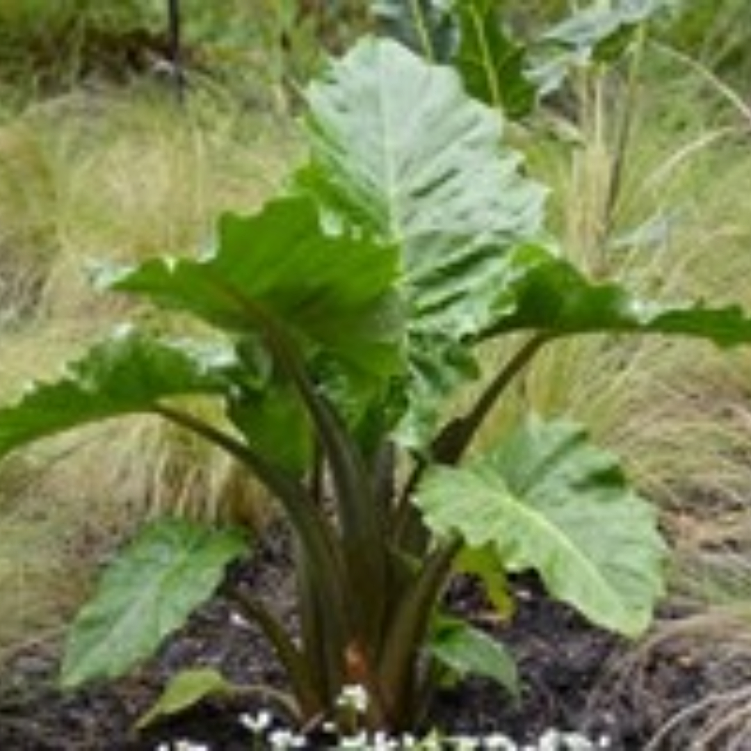 Alocasia Elephant Ear