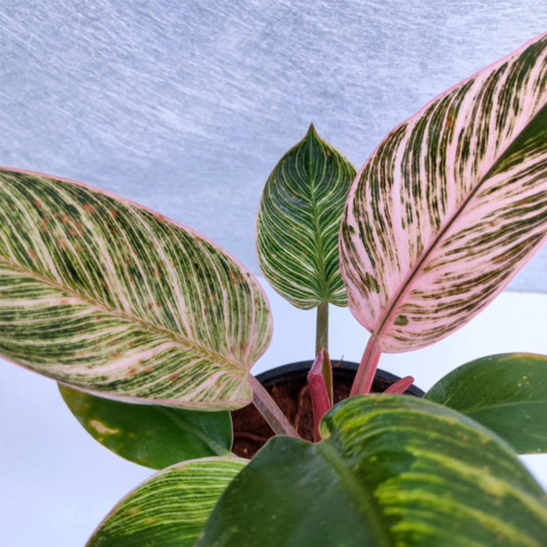 Philodendron Birkin Pink