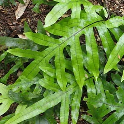 Kangaroo Fern