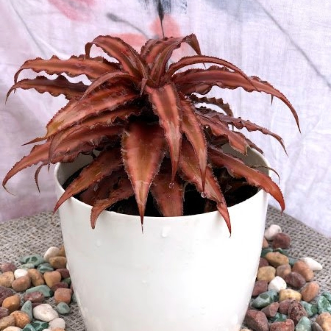 Cryptanthus Brown