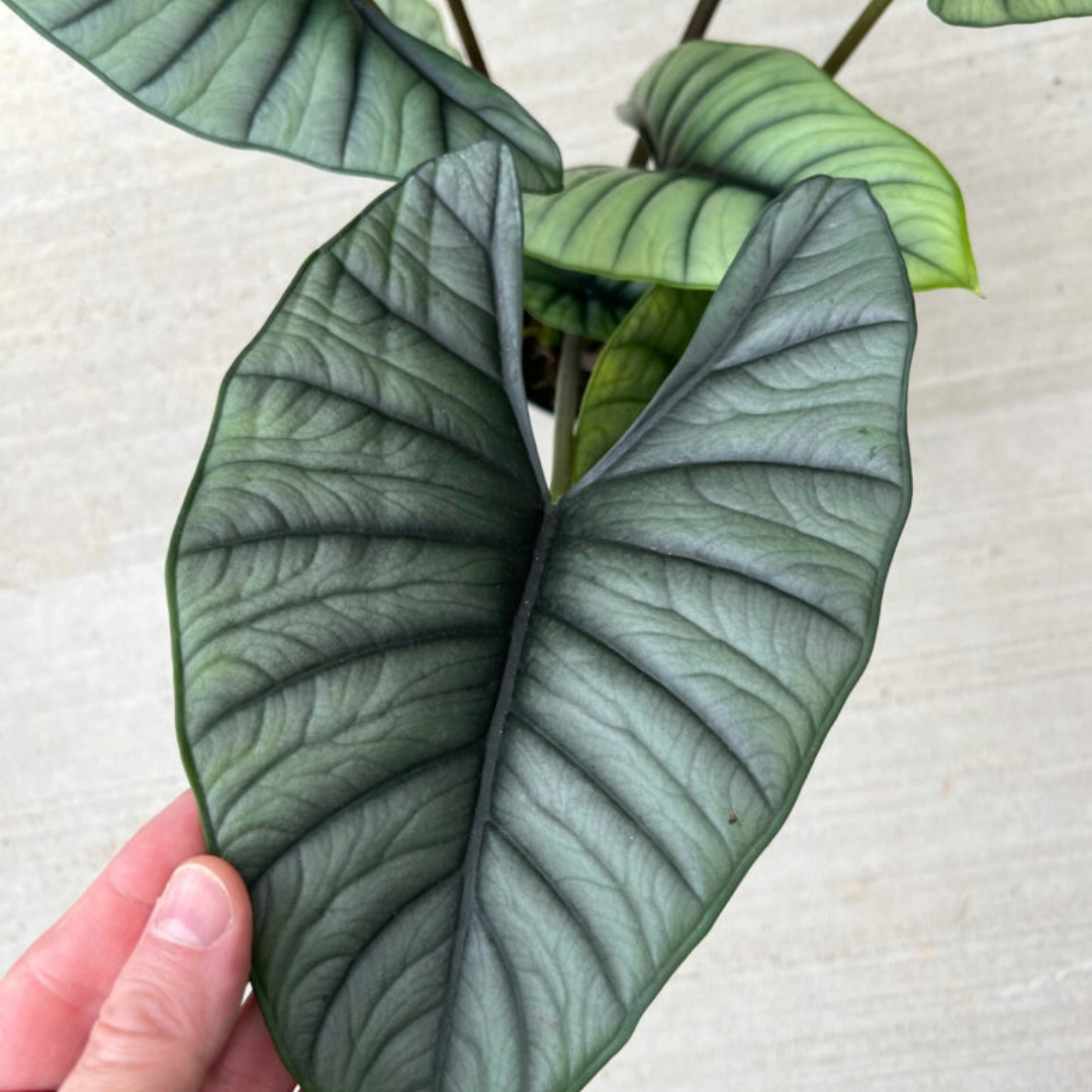 Alocasia Nebula