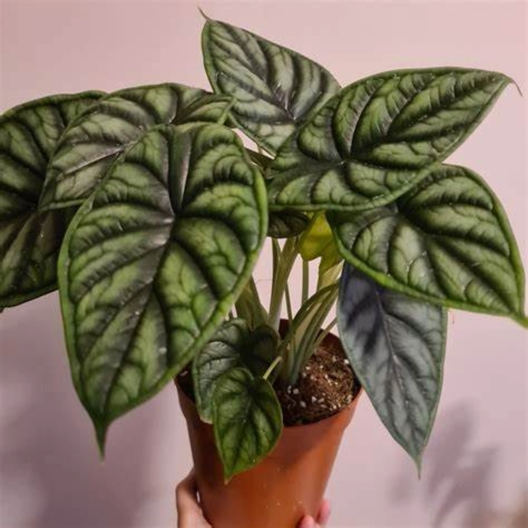 Alocasia Dragon Scale