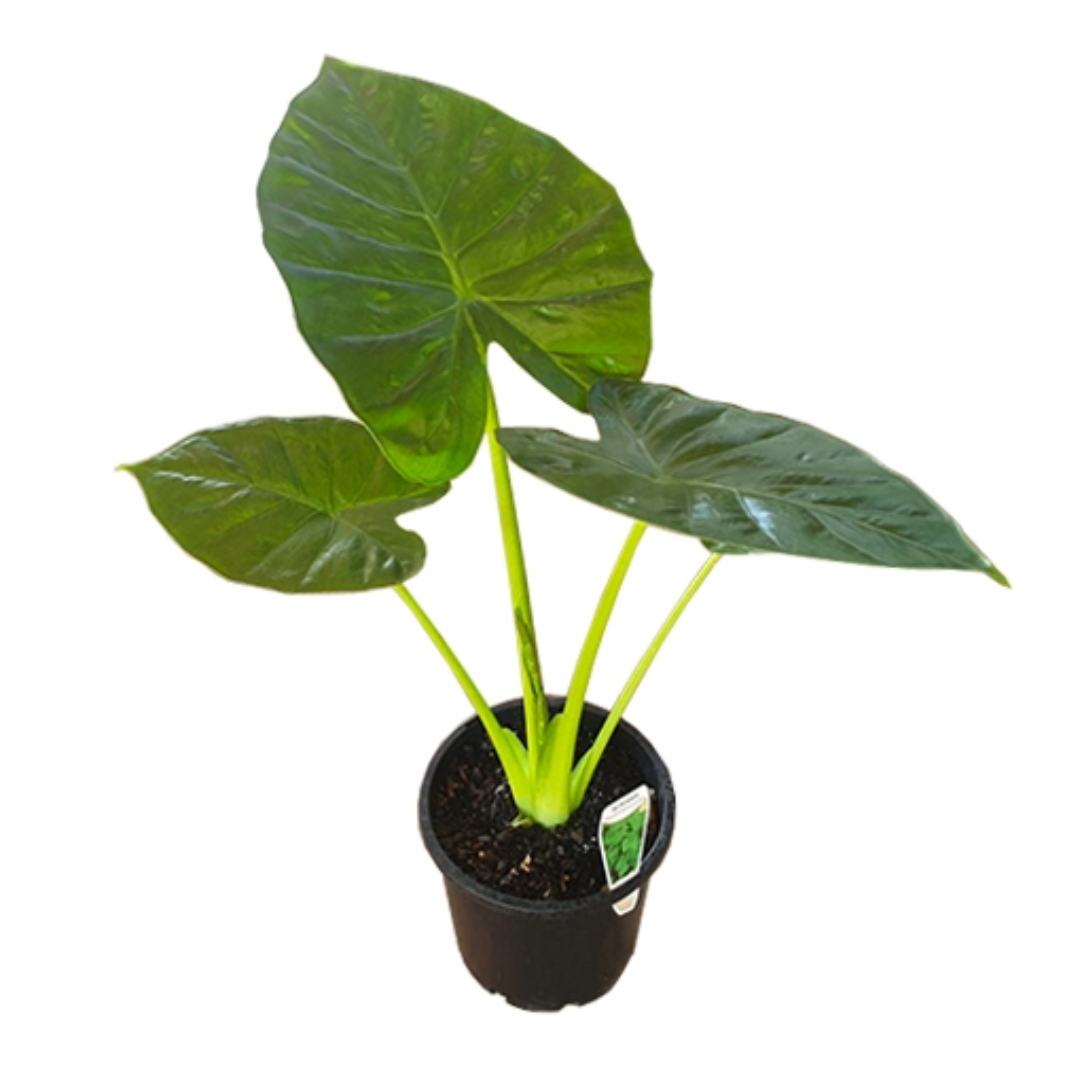 Alocasai Calidora Dwarf