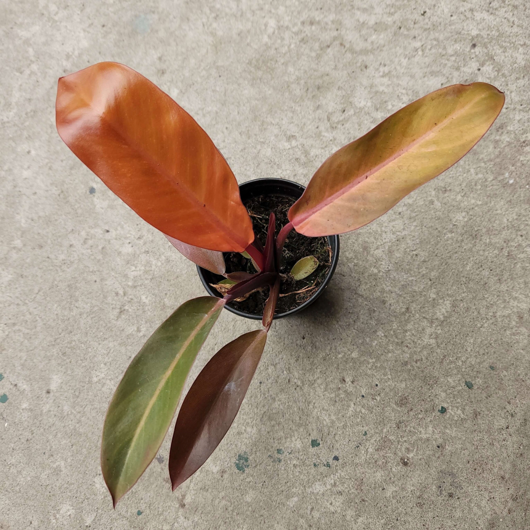 Philodendron Cathalene