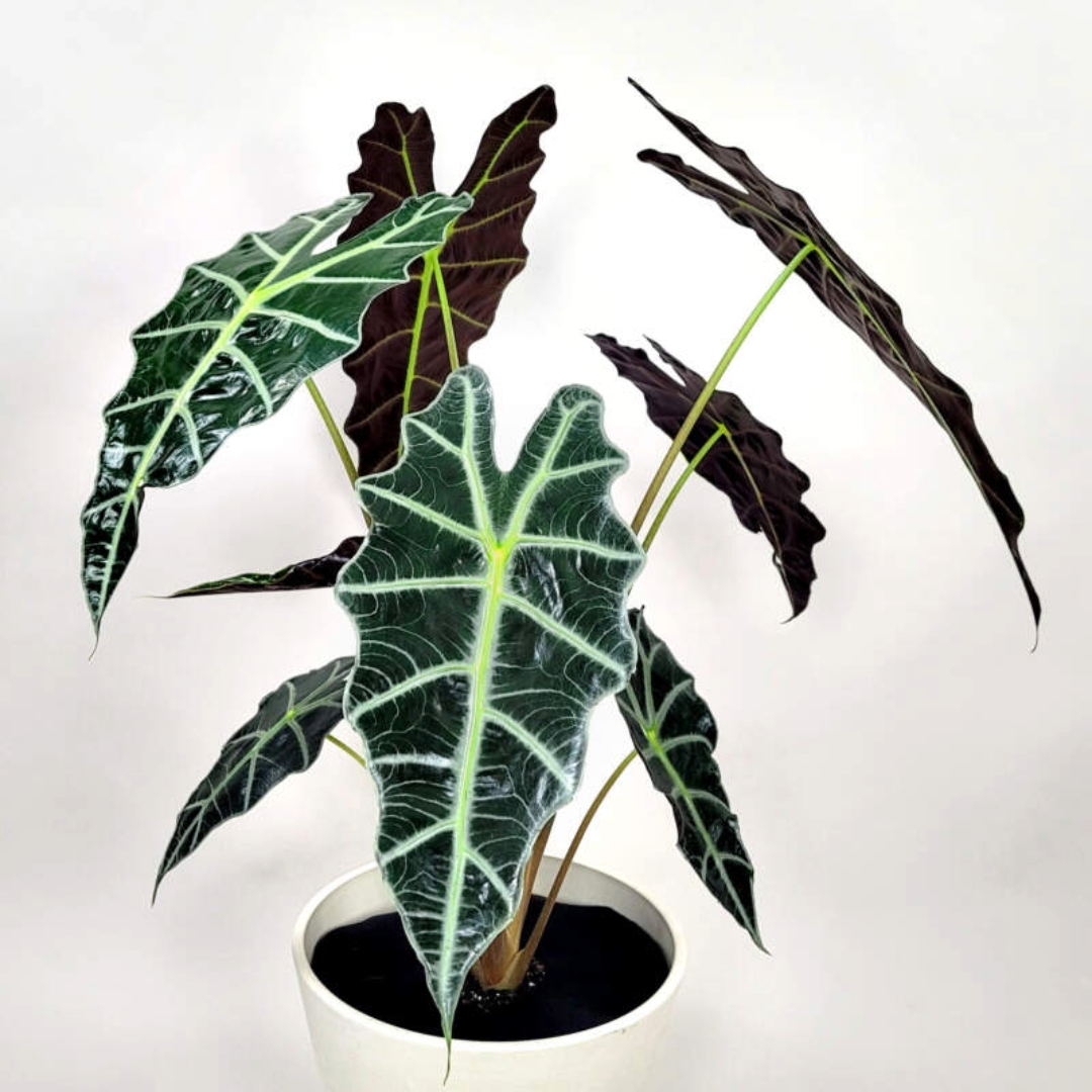 Alocasia Polly