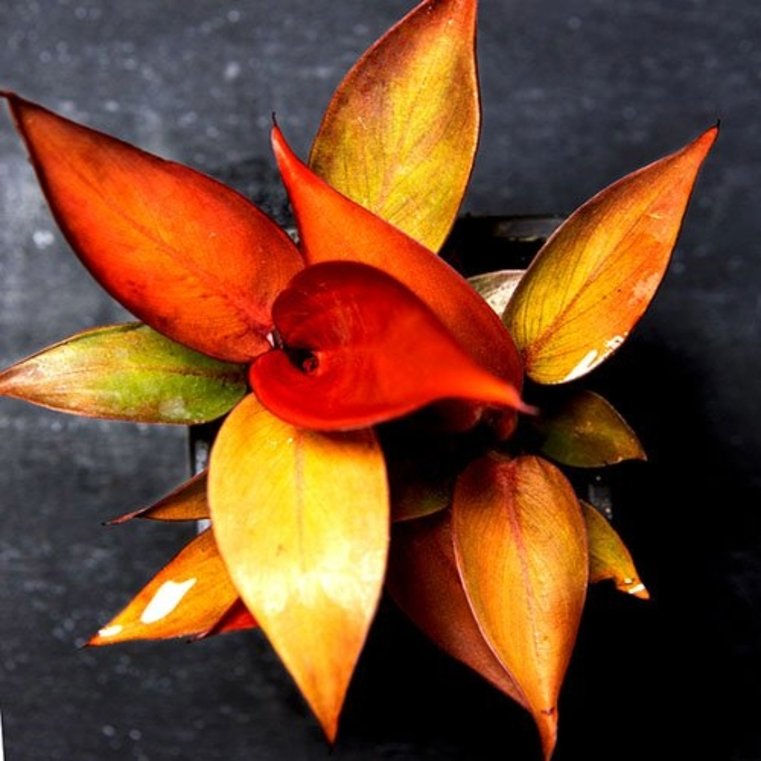 Philodendron Sun Red