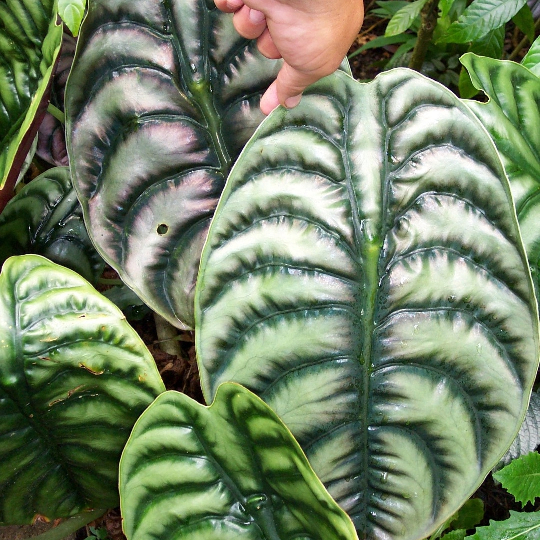 Alocasia Cuprea