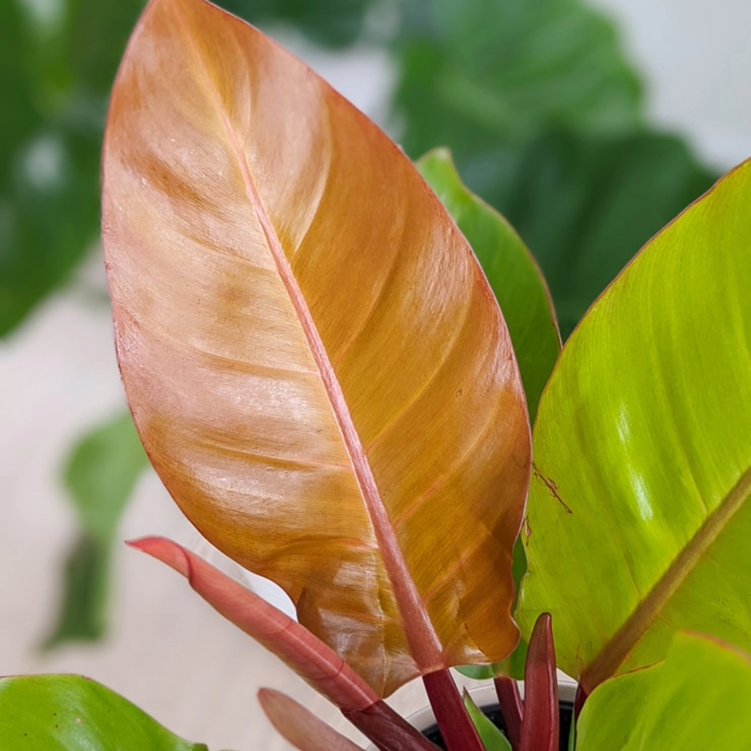 Philodendron Prince of Orange