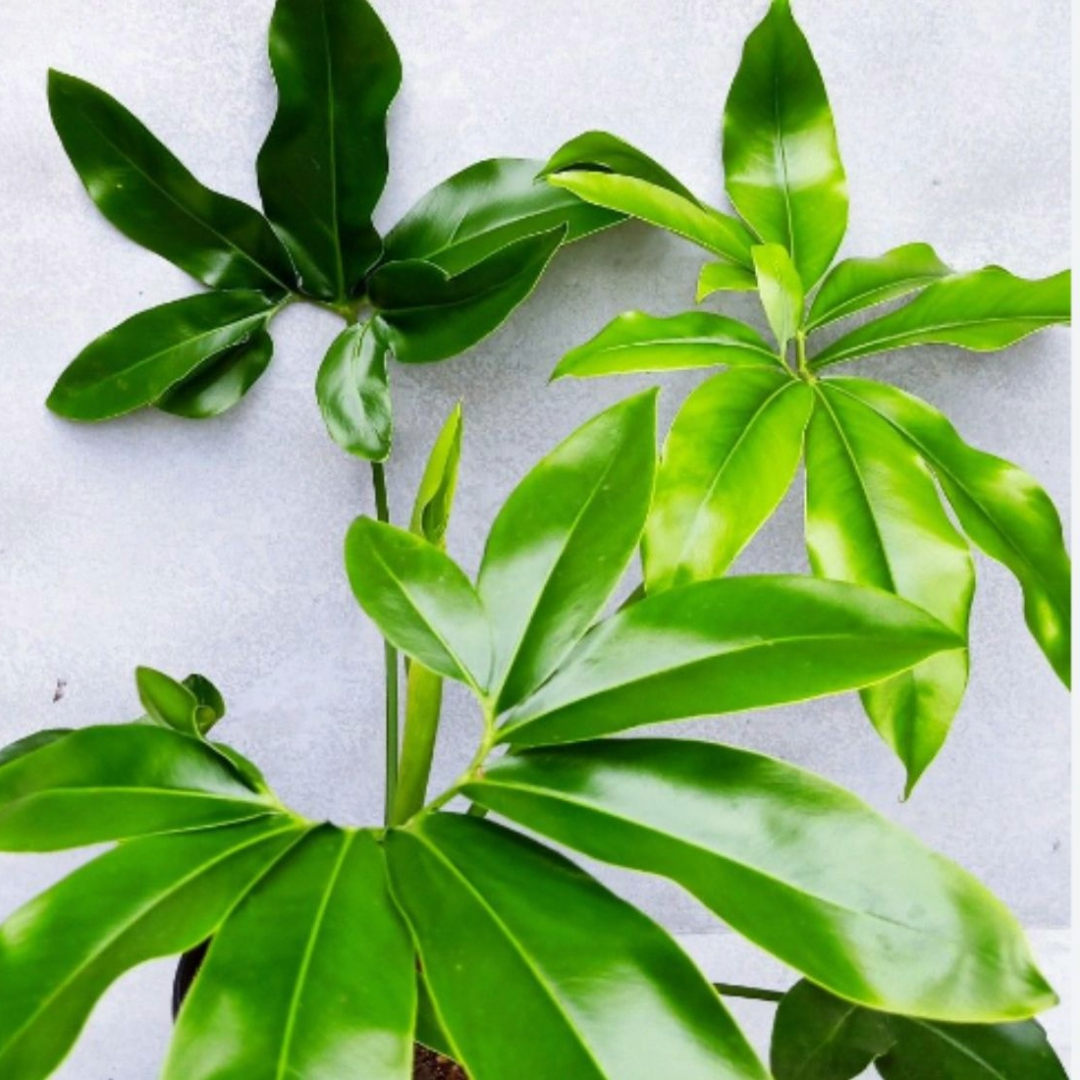 Philodendron Goeldii