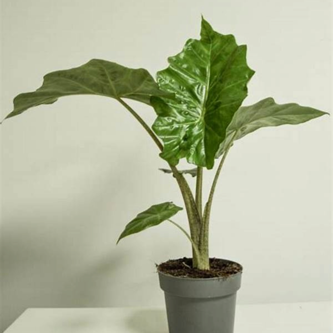 Alocasia Portodora