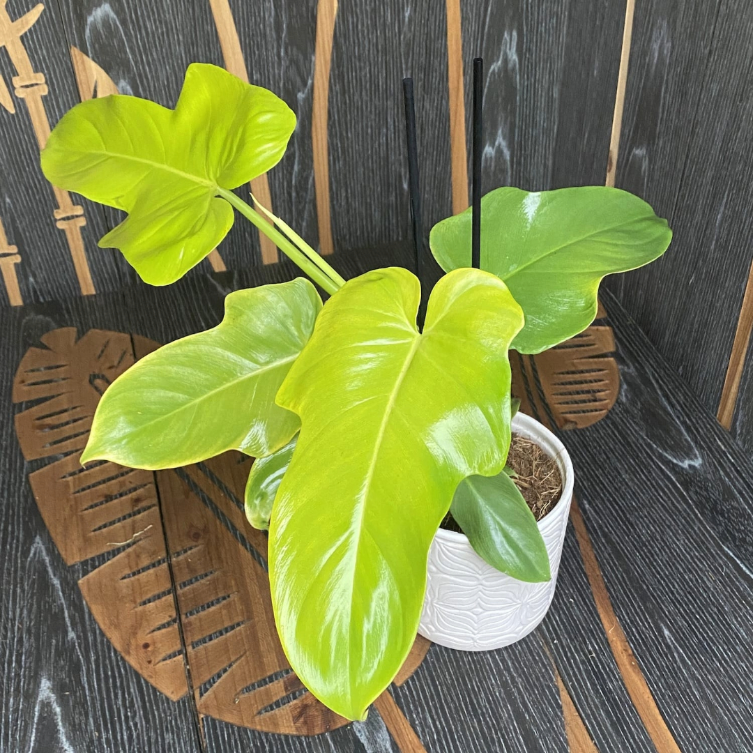 Philodendron Gold Violin Philodendron Gold Violin
