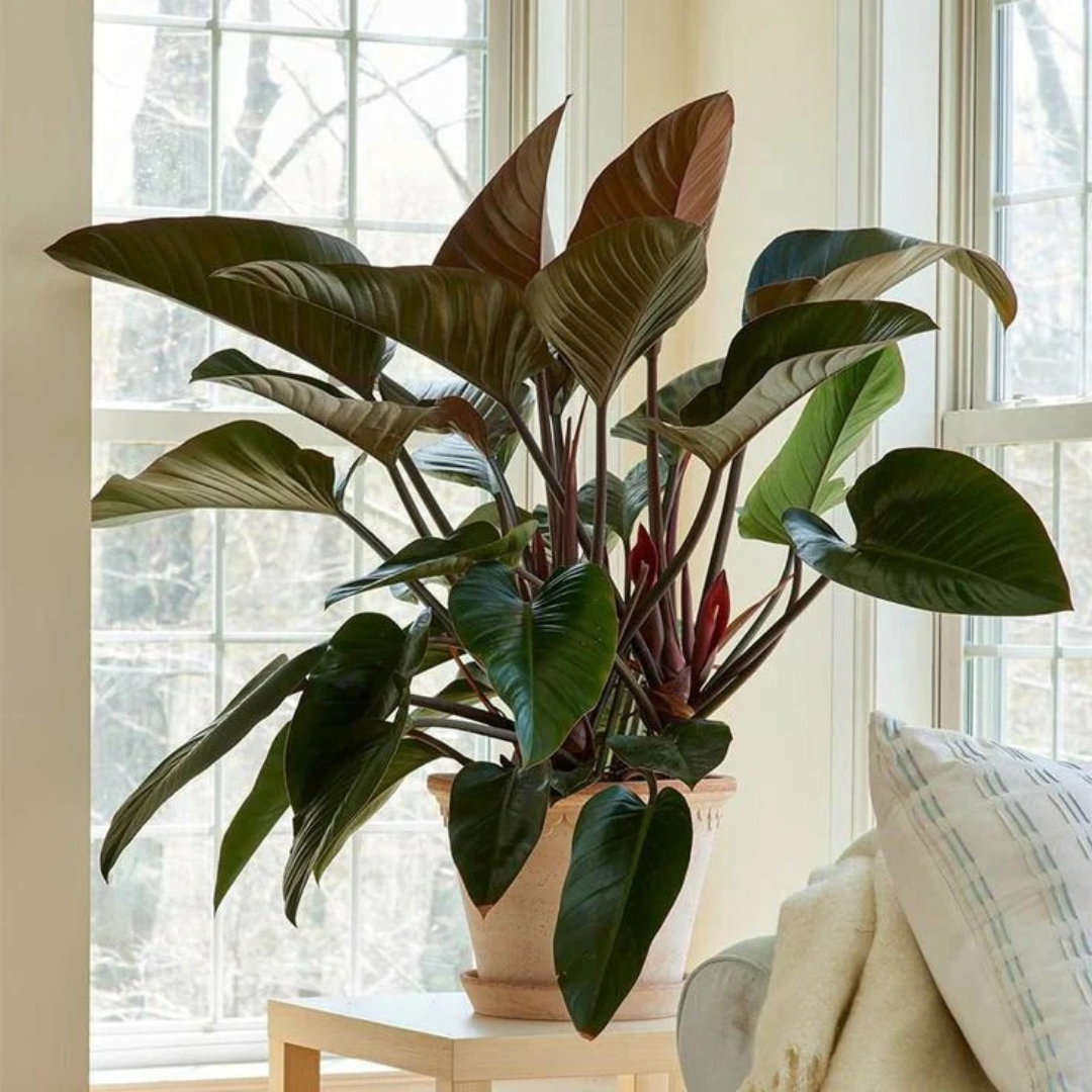 Philodendron Red Congo Philodendron Red Congo