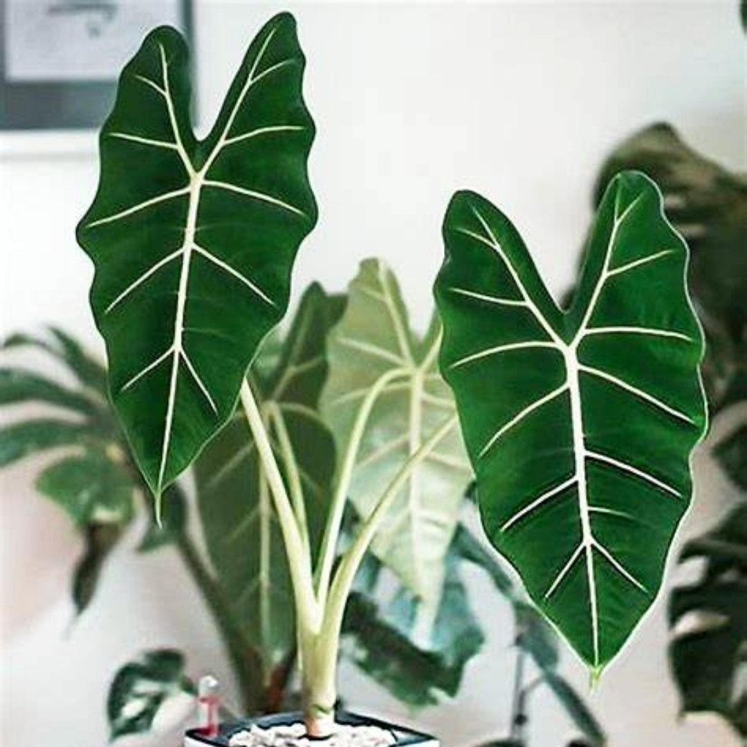 Alocasia Frydek