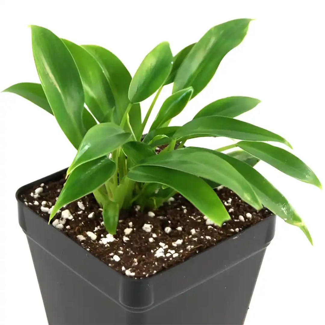 Philodendron 'Wendlandii'