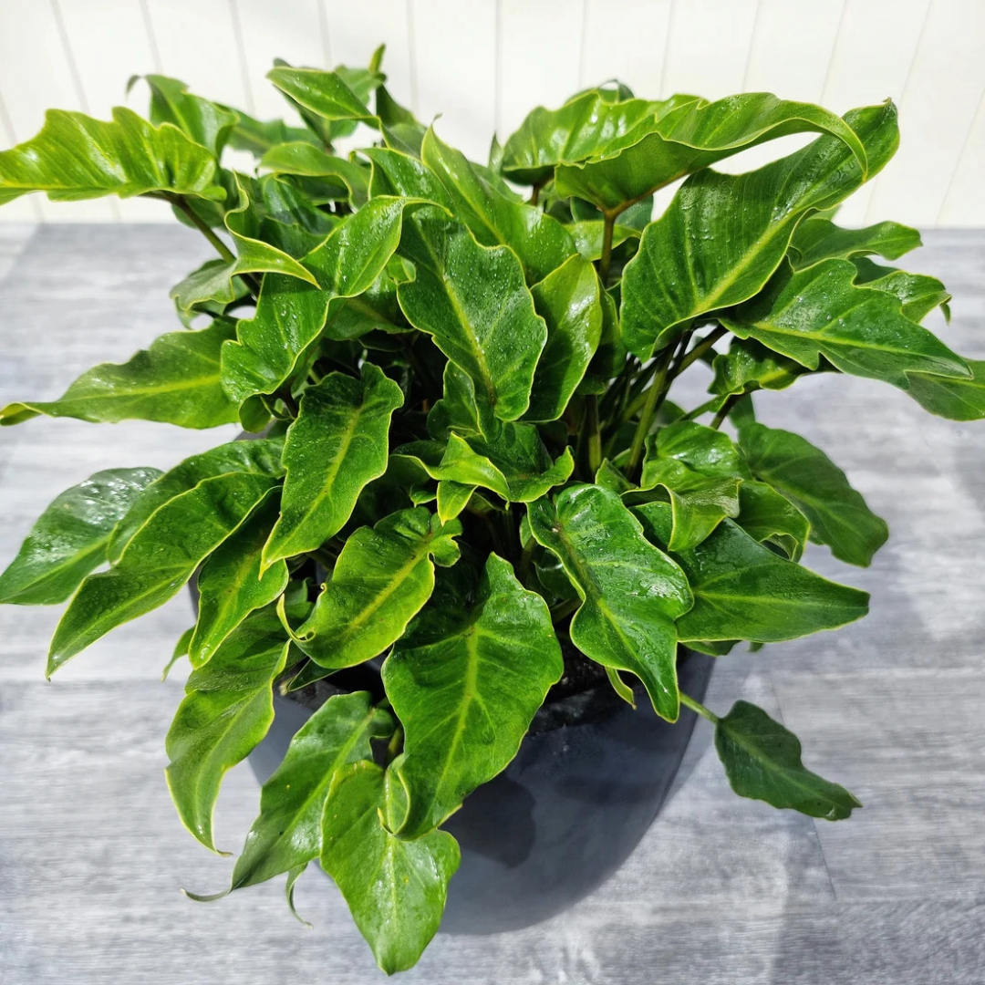 Philodendron Xanadu Green